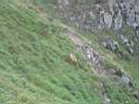 l Chamois remontant la combe.JPG